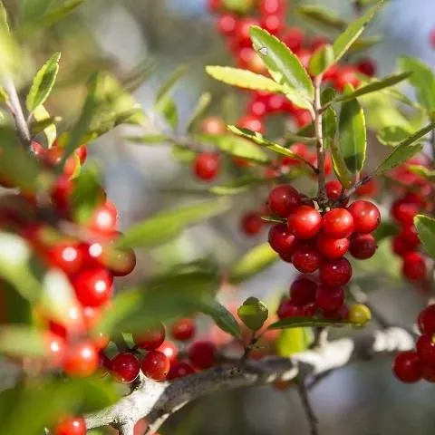 thumbnail for publication: Key Plant, Key Pests: Holly (Ilex sp.)